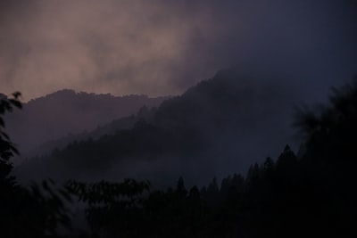 雾森林覆盖
